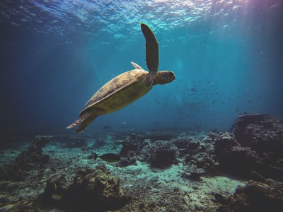 海洋上的褐龟摄影